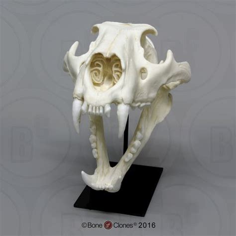 African Lion Skull, Male Tiger Skull, Dog Skull, Skull Art, Animal ...