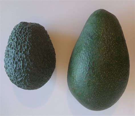 20 Awesome Avocado Varieties (Type A & Type B Avocados Explained) ~ Homestead and Chill