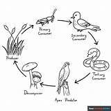 Food Chain Coloring Page  Easy Drawing Guides sketch template