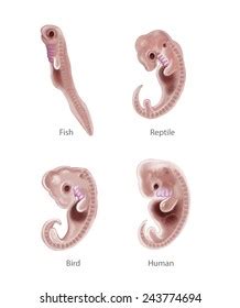 8,044 Animal Embryo Images, Stock Photos, 3D objects, & Vectors | Shutterstock