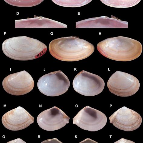 (PDF) Three new species of Tellina (Bivalvia, Tellinidae) from the Panamic Province