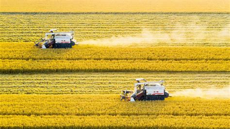 China releases figures on agricultural sector, rural economy - CGTN