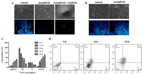 Molecular mechanisms underlying mangiferin-induced apoptosis and cell ...