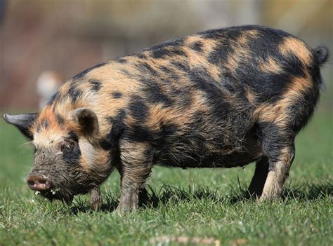 3 extremely lovable and friendly pig breeds you can keep as pets – Artofit