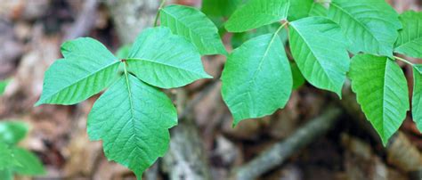 Poison Ivy Removal – I Don't Want Poison Ivy