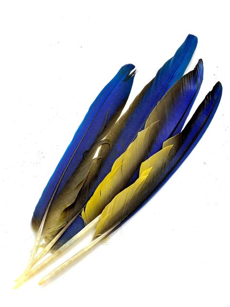 Macaw Feathers – Alchemy & Aura