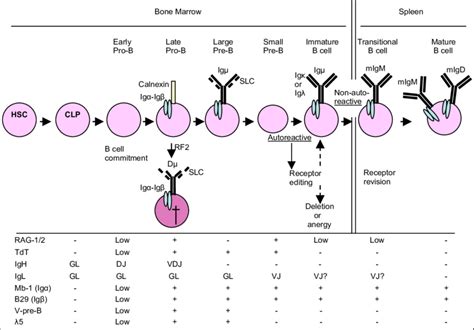 Stages Of B Cell Development