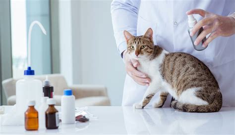 5 Best Cat Flea and Tick Prevention - June 2020 - BestReviews