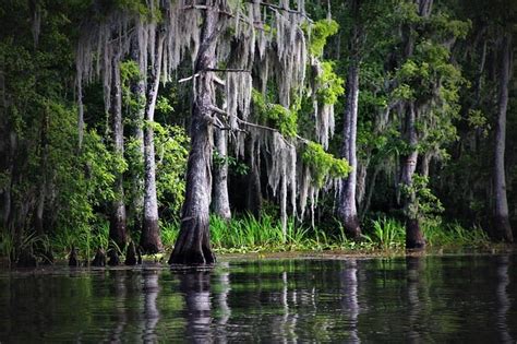 Louisiana Swamp Wallpaper - WallpaperSafari