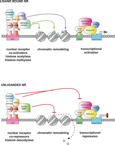 Nuclear receptor signal transduction in C. elegans