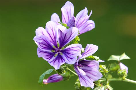 Malva sylvestris | Buy this photo on Getty Images : Getty Im… | Flickr