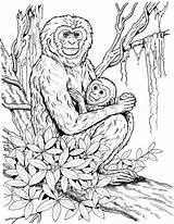 Chimpanzee Coloring Page sketch template