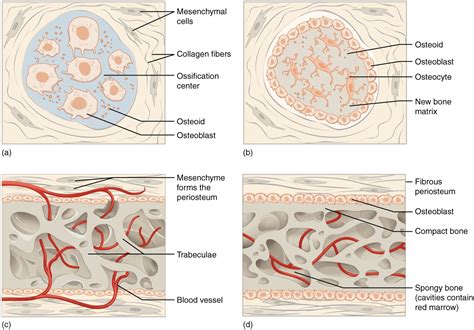 Bone Ossification Process Histology TeachMePhysiology