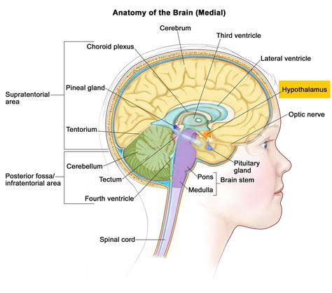 Hypothalamus - Functions, Hypothalamus Hormones and Disorders