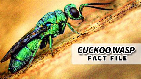 Cuckoo Wasp Facts: the JEWEL WASP | Animal Fact Files - YouTube