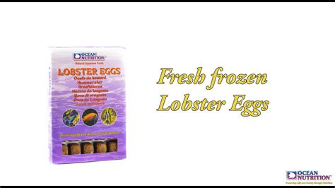 Lobster Eggs by Ocean Nutrition - YouTube