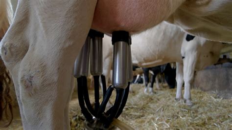 Hand Detaches Milking Machine Udder Of White Stock Footage SBV-314713031 - Storyblocks