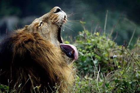 Yawning animals (23 pics)