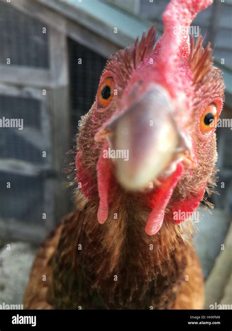 close up of chickens face Stock Photo - Alamy