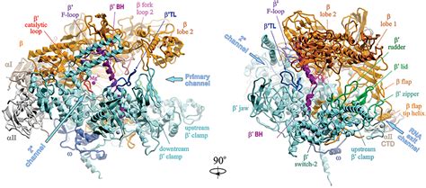 Rna Polymerase In Prokaryotes