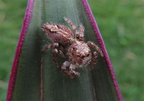 Jumping Spiders (Anarrhotus fossulatus) - Bali Wildlife