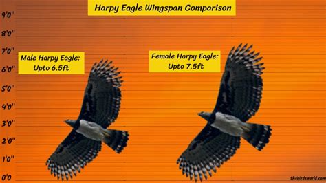 Harpy Eagle Wingspan: How Does It Compare With Others?