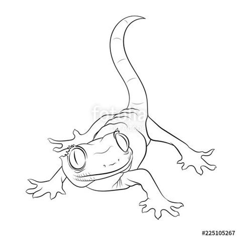 A Small House Pet Gecko Lizard Also Known As Gekko, Gekkon - Lizard Line Drawing | Lizard ...