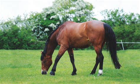 All about sheath cleaning for horses - Your Horse