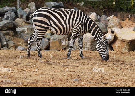 Zebra (Equus quagga Stock Photo - Alamy