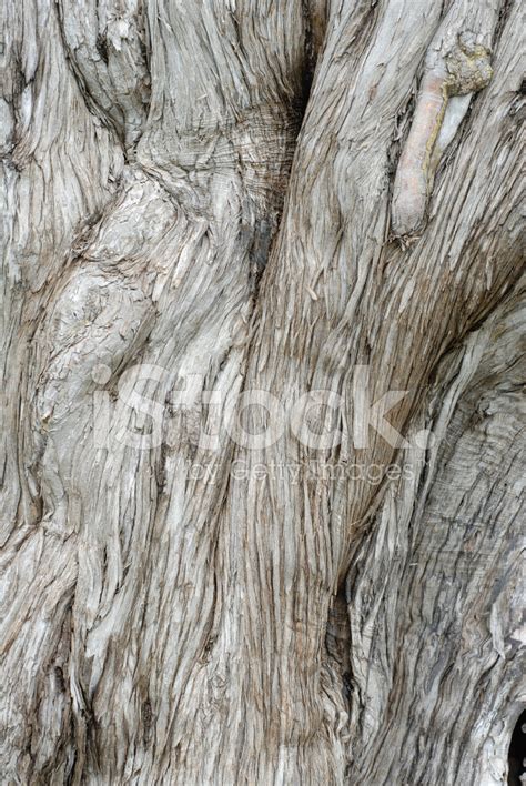 Gnarled Cedar Tree Bark Texture Stock Photo | Royalty-Free | FreeImages