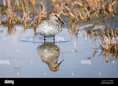 Western Sandpiper foraging at Hartney Bay in Cordova during the spring migration through ...