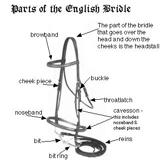 Parts Of The English Bridle - Bing Images | Equestrian outfits ...