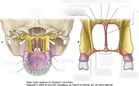 choanae Diagram | Quizlet