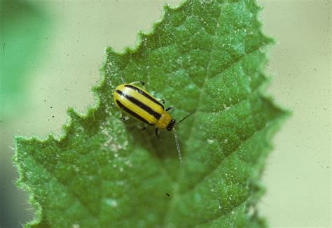 Vegetable: Cucumber Beetle, Striped | UMass Center for Agriculture ...