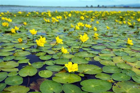 Nuphar lutea - Nuphar luteum - Spatterdock - Pond Lily - Yellow Pond Lily - New York Plants HQ