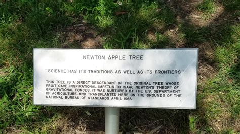 Direct descendant of Newton’s famous apple tree to be planted on ...