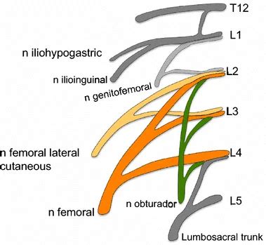 43+ Diagram Of Lumbar Plexus - SelinaMilosz