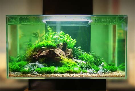 30 Gallon Fish Tank Guide: Size, Stocking Ideas and More… - Everything Fishkeeping