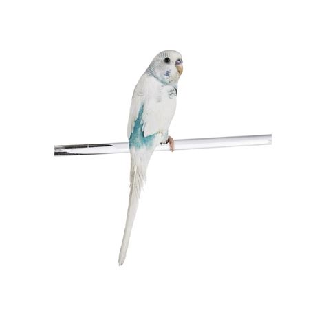 Parakeets for Sale | Buy Fancy Rare Parakeets/Budgies for Sale | Petco | Bird supplies, Budgies ...