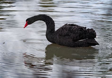 Flickriver: Most interesting photos tagged with blackswan