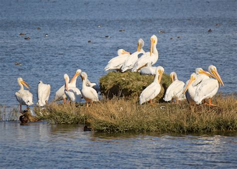 Pelican Symbolism – Reiki Rays