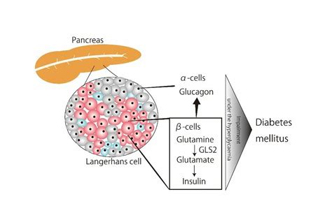 New study shows glutaminase 2 regulates glucose metabolism in pancreatic beta-cells