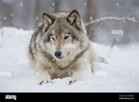 Grey wolf Laying down in snow Stock Photo - Alamy