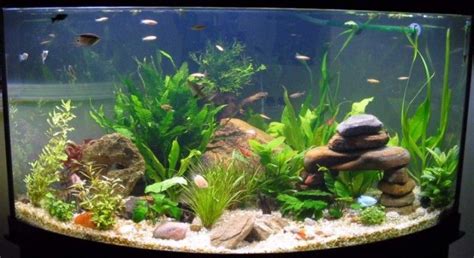 River rock | Fish tanks | Pinterest