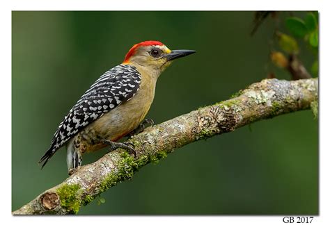 RED-CROWNED WOODPECKER