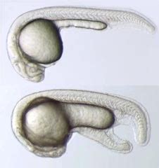 Organogenesis & Regeneration - Department of Cell Biology