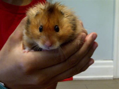 Golden teddy Syrian hamster | Syrian hamster, Hamster, Animals