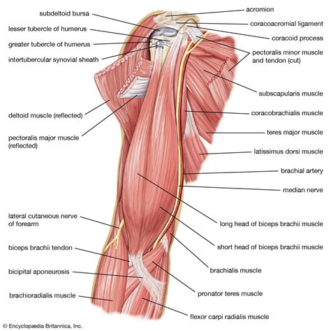 Biceps Muscle - The MrandMrsMuscle Blog