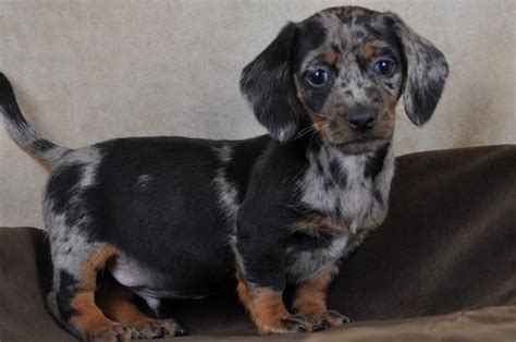 Dachshund puppy (merle) Dachshund, Dog Breeds, Puppies, Dogs, Animals, Cubs, Animales, Animaux ...