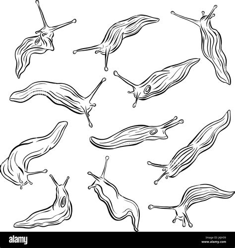 Collection of Line Art Slug Illustration Vector Stock Vector Image ...